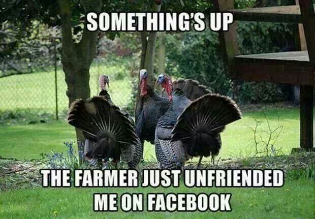 Funny Thanksgiving Turkey Pictures