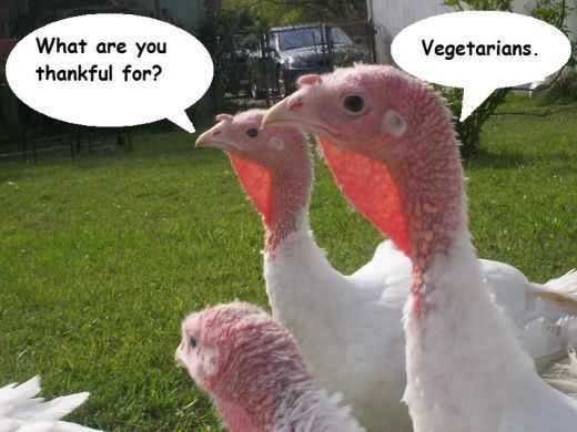 Funny Turkey Pics For Thanksgiving