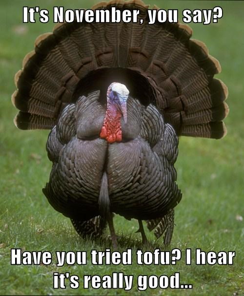 Funny Turkey Pictures For Thanksgiving