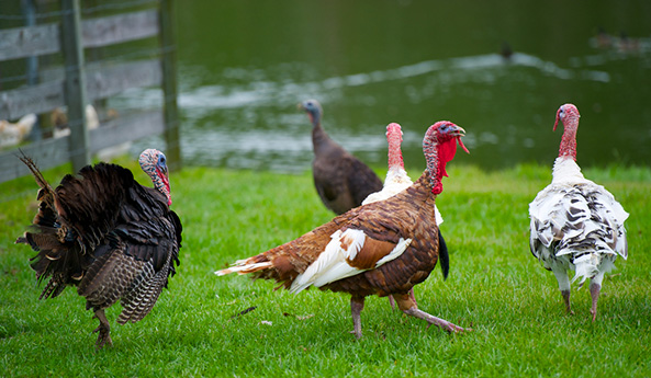 Happy Thanksgiving Turkey Pictures 2020