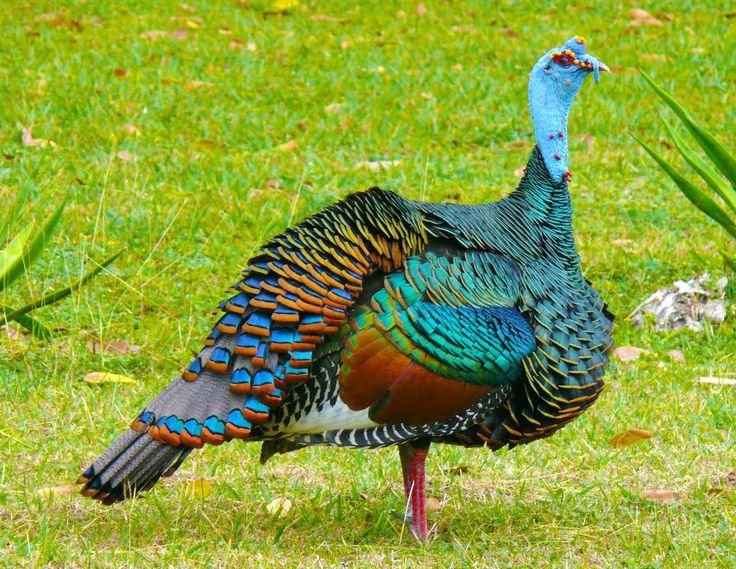 Thanksgiving Turkey Pictures