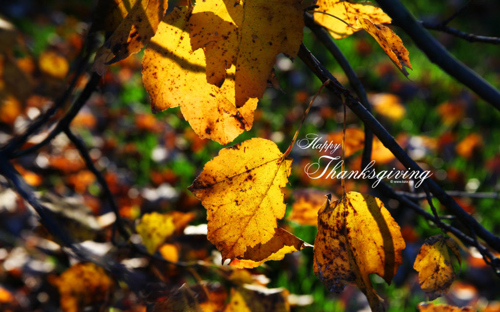 free Thanksgiving backgrounds