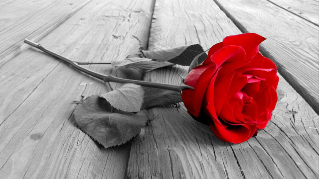 happy valentines day photos
