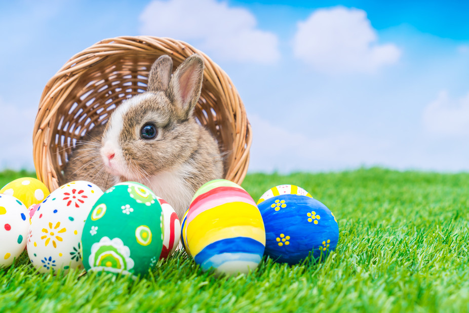 Happy Easter Bunny Images