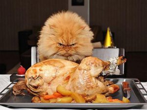 Thanksgiving cat Meme