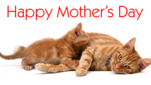 Funny Mothers Day Pictures
